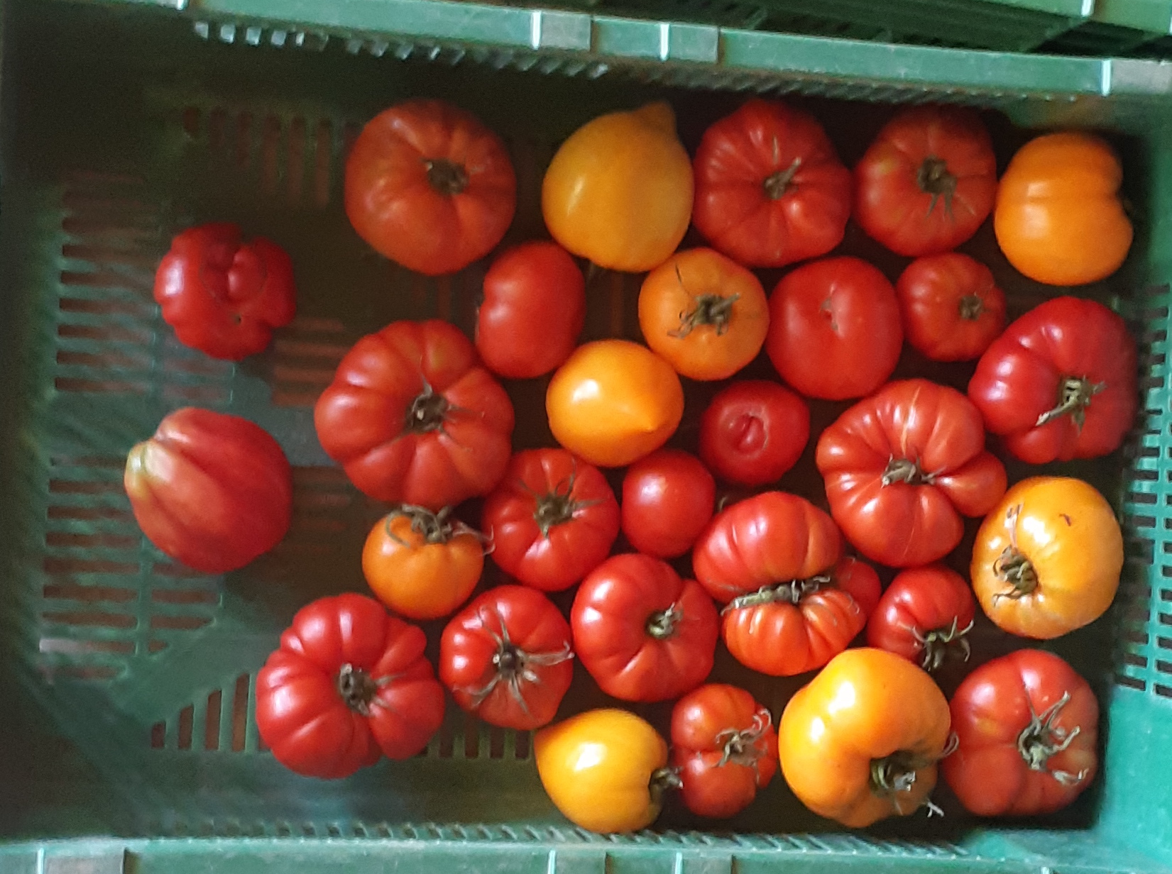 Ein paar schöne aussortierte Tomaten.