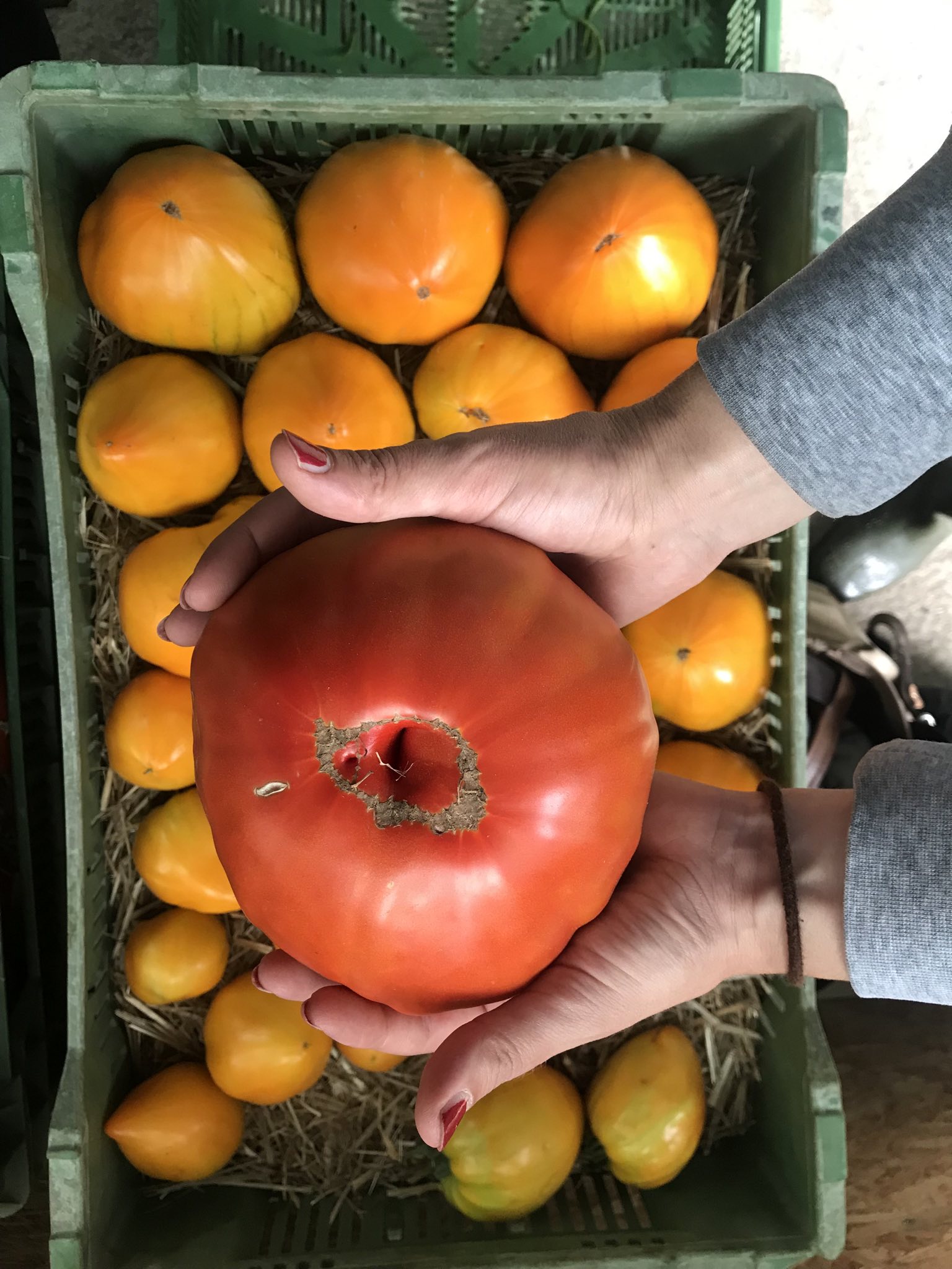Wer hat die grösste Tomaten in der Stadt?