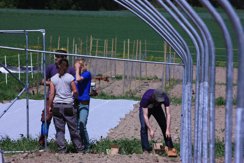 Aufbau des Tunnels: Unsere Tomaten, Gurken und Peperoni werden es diesen Sommer schön warm haben!