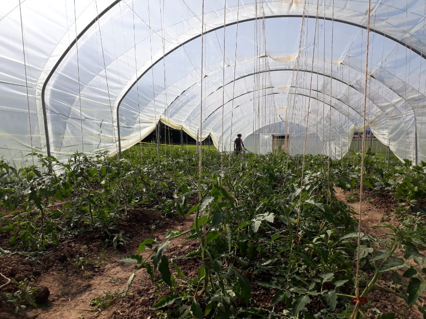 Die Tomaten wachsen im Tunnel.