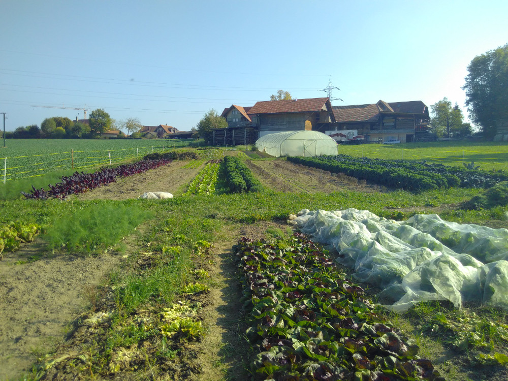 Das Feld hat auch im Herbst was zu bieten.