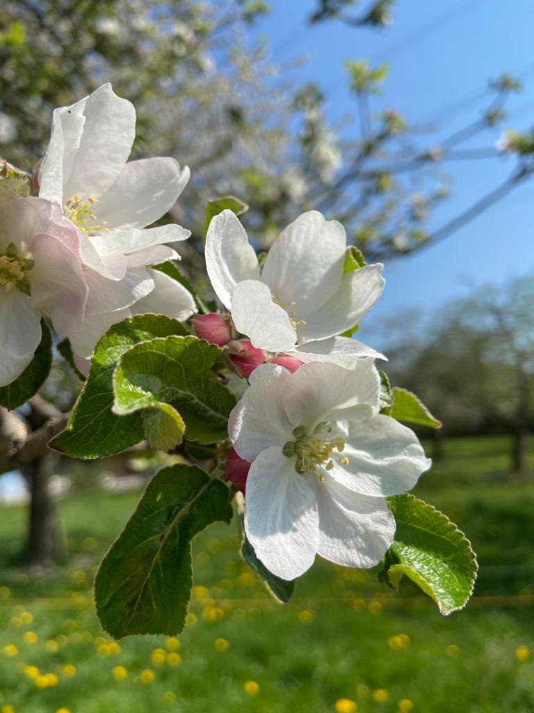 Aus diesen kleinen Blüten werden später CoxOrange Äpfel.