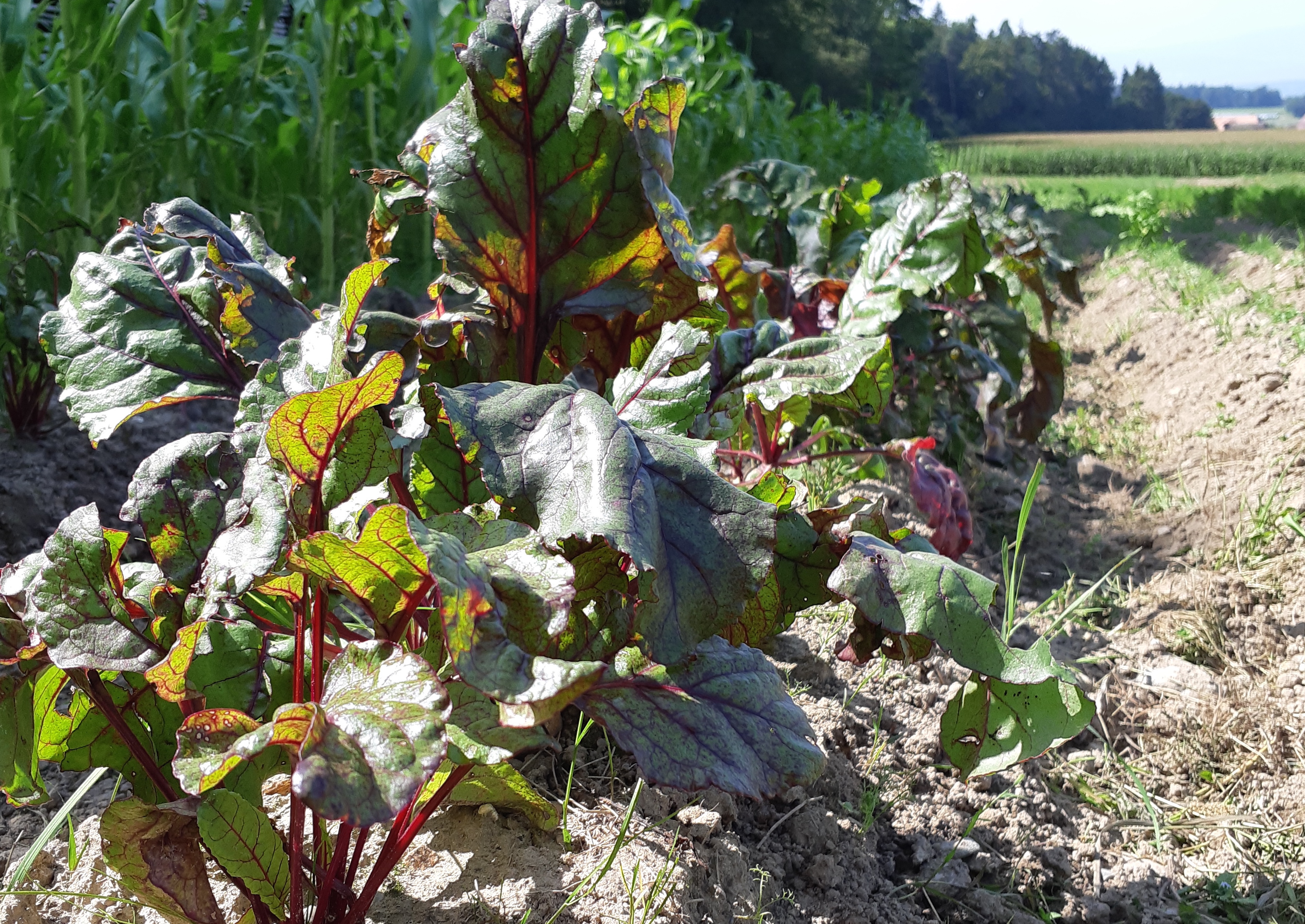 Auch das Lagergemüse fängt schon im Sommer an - hier Randen.